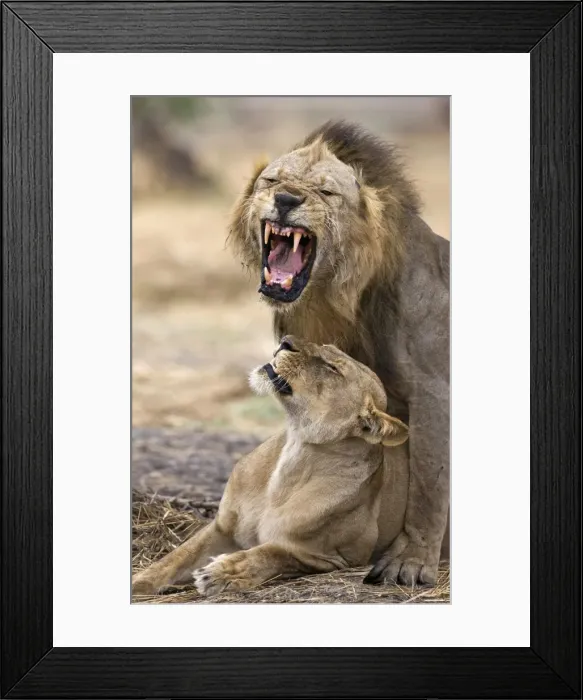 Framed Print : Mating lions, Katavi National Park Framed Print : Mating lions, Katavi National Park