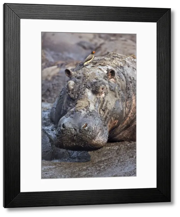 Framed Print : A hippo basks in a mud wallow Framed Print : A hippo basks in a mud wallow