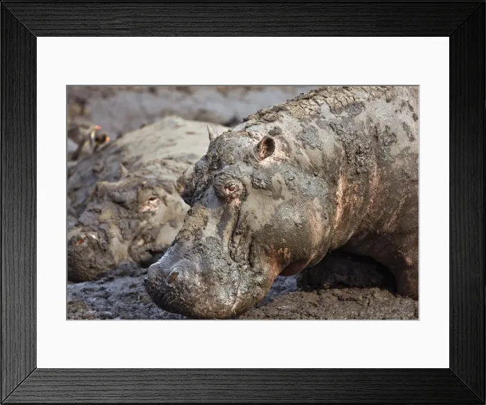 Framed Print : Hippos wallow in mud as the Katuma River Framed Print : Hippos wallow in mud as the Katuma River