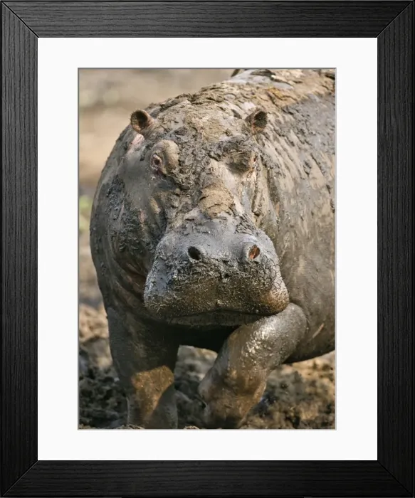 Framed Print : A hippo prepares to charge out of its mud wallow in the Katuma River Framed Print : A hippo prepares to charge out of its mud wallow in the Katuma River