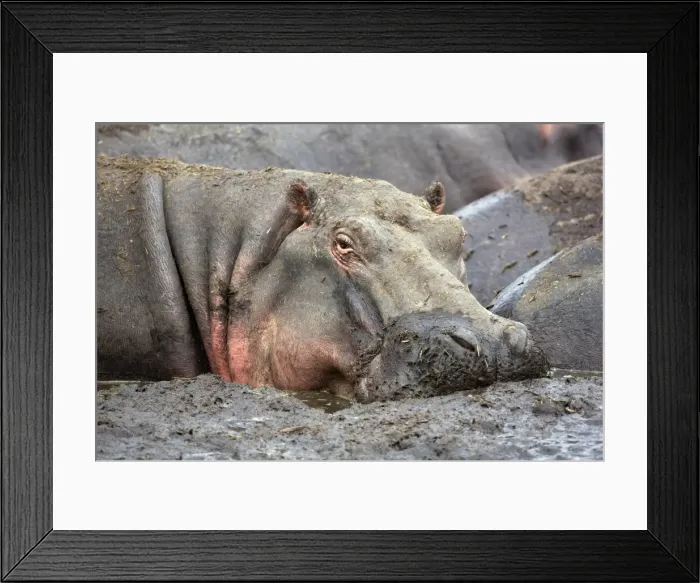 Framed Print : A hippo basks in a mud wallow as the Katuma River Framed Print : A hippo basks in a mud wallow as the Katuma River