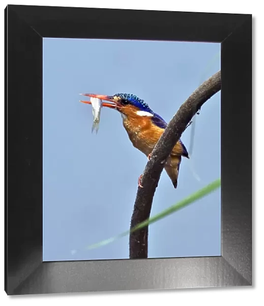 A Malachite kingfisher with a small fish caught in the Katuma River