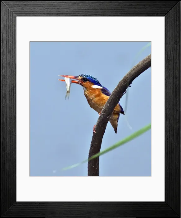 Framed Print : A Malachite kingfisher with a small fish caught in the Katuma River