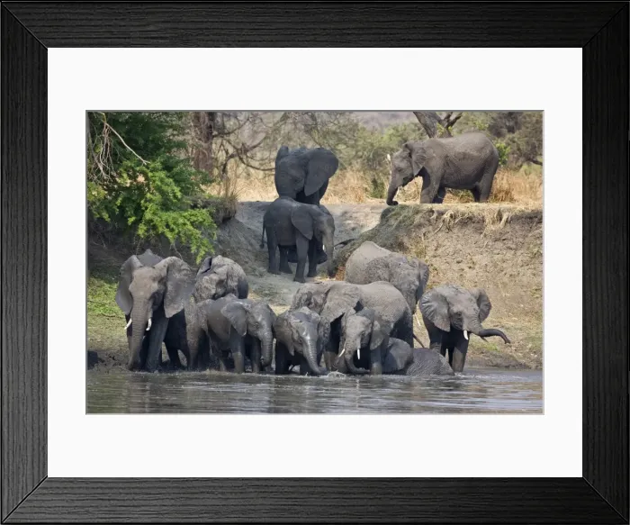 Framed Print : Elephants drink and cool off in the Katuma River Framed Print : Elephants drink and cool off in the Katuma River
