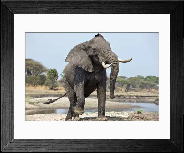 Framed Print : An elephant displays aggression on the banks of the Katuma River