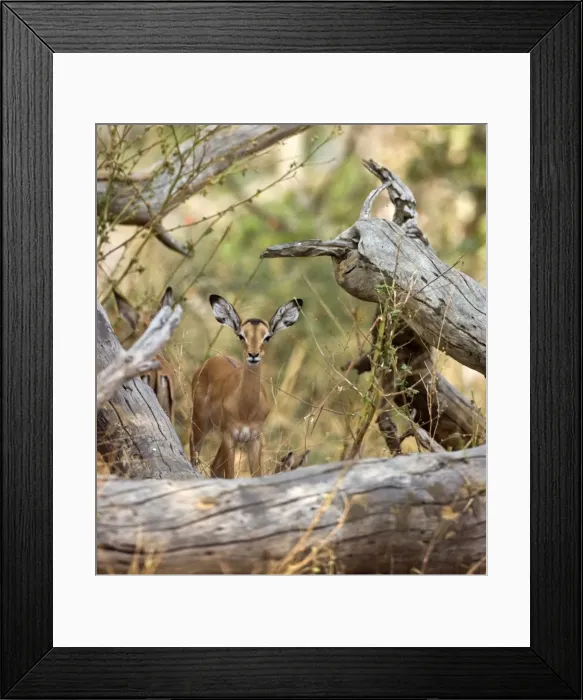 Framed Print : An impala antelope remains alert Katavi National Park Framed Print : An impala antelope remains alert Katavi National Park