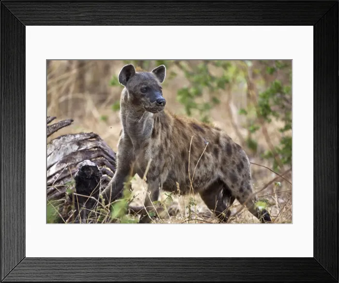 Framed Print : A spotted hyena in Katavi National Park Framed Print : A spotted hyena in Katavi National Park