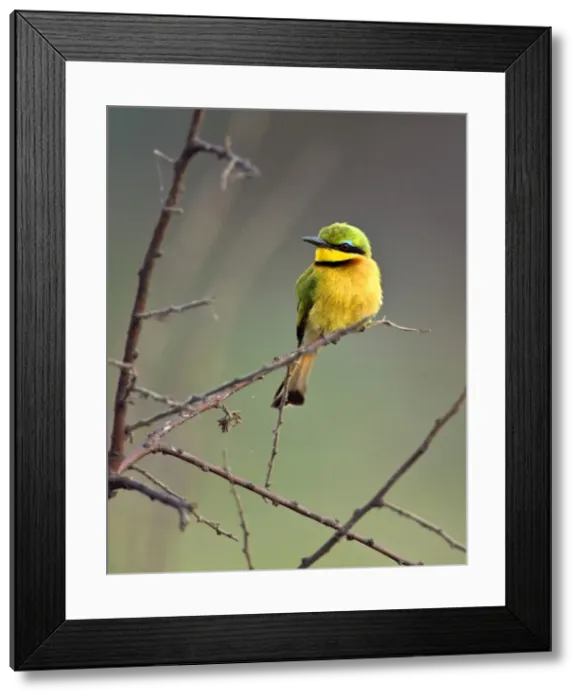 Framed Print : A Little Bee-eater in Katavi National Park, Tanzania Framed Print : A Little Bee-eater in Katavi National Park, Tanzania