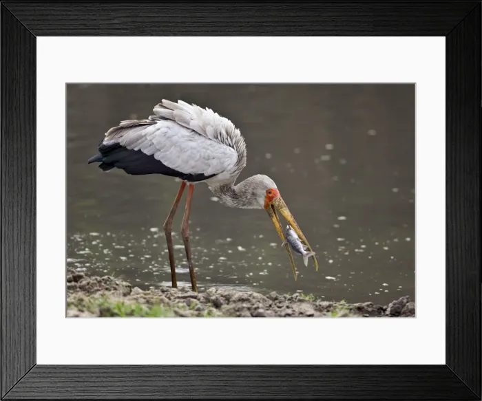Framed Print : A Yellow-billed stork catches a fish in the Katuma River. Katavi National Park Framed Print : A Yellow-billed stork catches a fish in the Katuma River. Katavi National Park