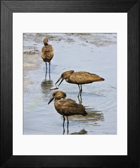 Framed Print : Hammerkops fish in the Katuma River. Katavi National Park Framed Print : Hammerkops fish in the Katuma River. Katavi National Park