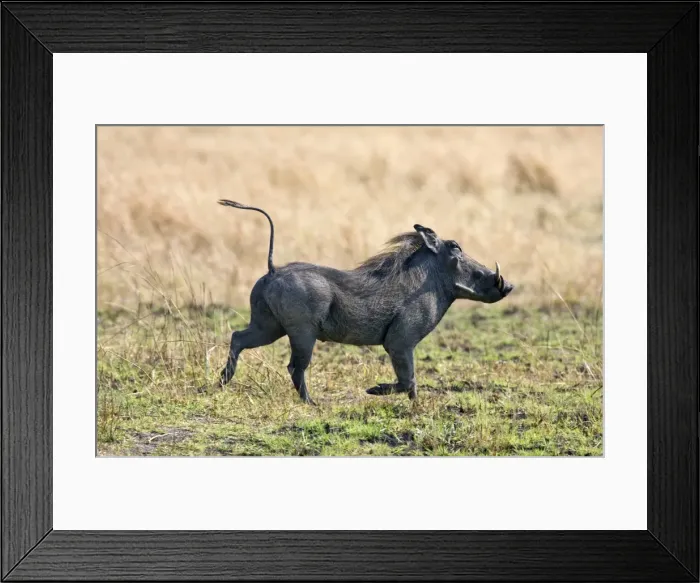 Framed Print : A warthog runs with its tail in the air. Katavi National Park