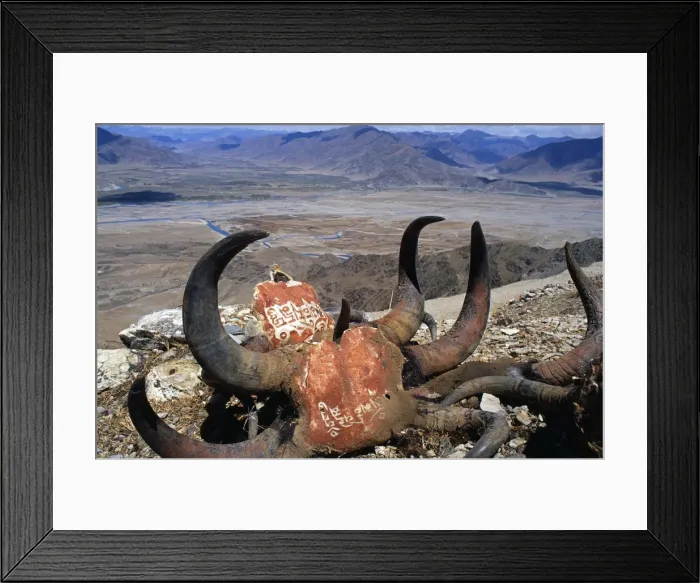 Framed Print : Yaks skulls engraved with Buddhist mantras Framed Print : Yaks skulls engraved with Buddhist mantras
