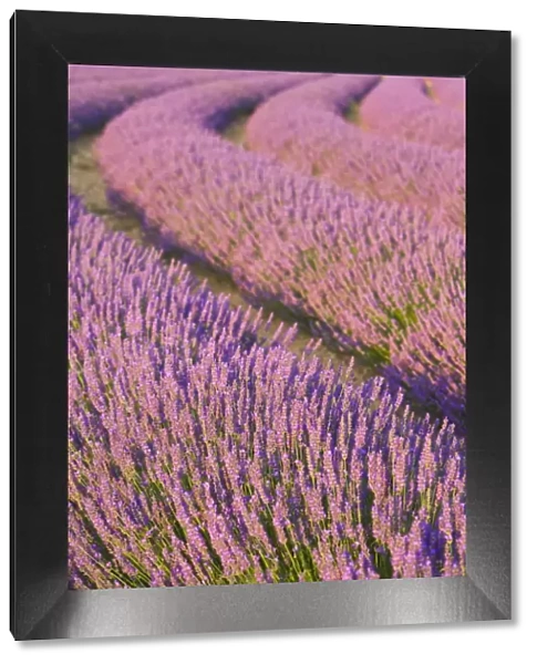 Lavender Field, Provence-Alpes-Cote d Azur, France