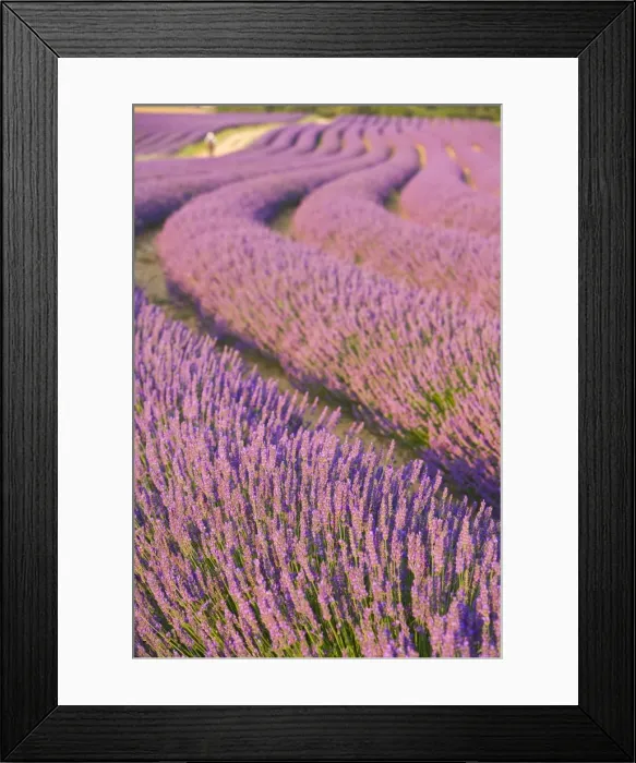 Framed Print : Lavender Field, Provence-Alpes-Cote d Azur, France Framed Print : Lavender Field, Provence-Alpes-Cote d Azur, France