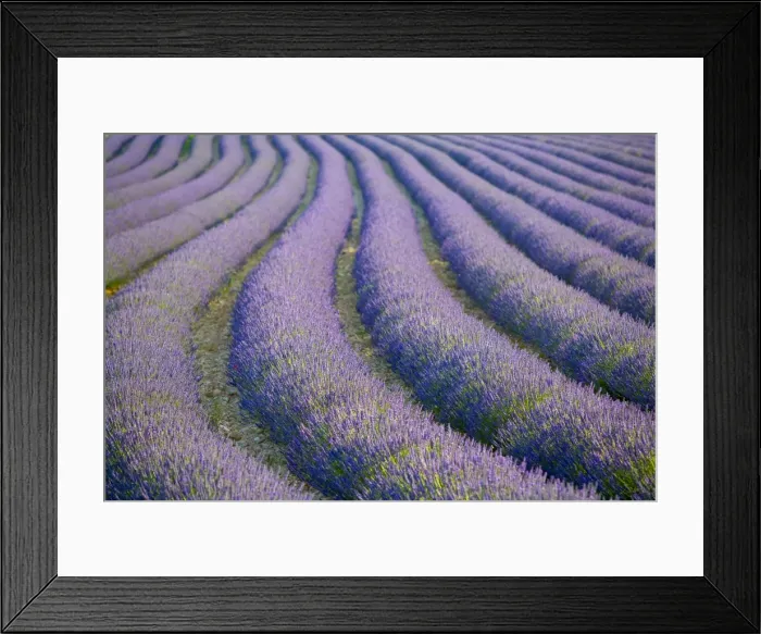 Framed Print : Lavender Field Framed Print : Lavender Field