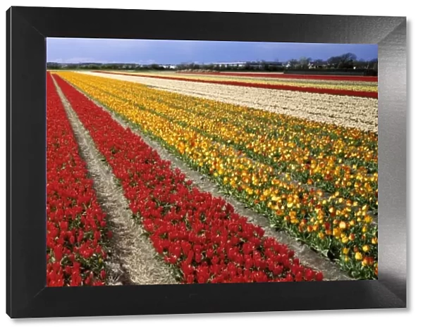 Tulip fields, Holland