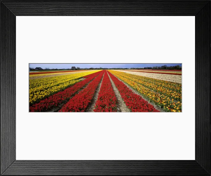 Framed Print : Tulip fields, Holland Framed Print : Tulip fields, Holland