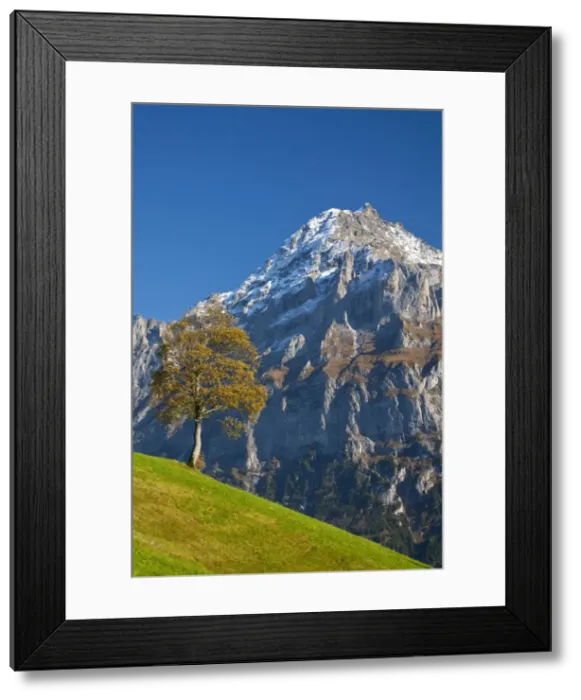 Framed Print : Autumn Color & Alpine Meadow, Wetterhorn & Grindelwald, Berner Oberland, Switzerland Framed Print : Autumn Color & Alpine Meadow, Wetterhorn & Grindelwald, Berner Oberland, Switzerland