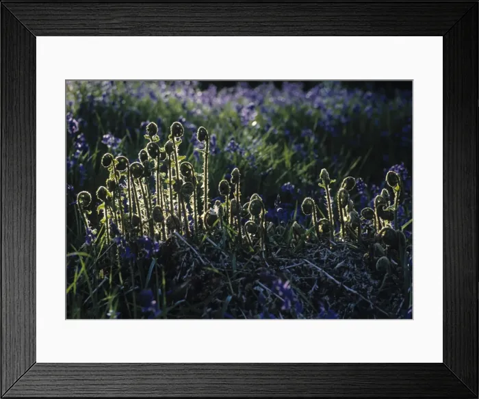 Framed Print : Ferns, Spring