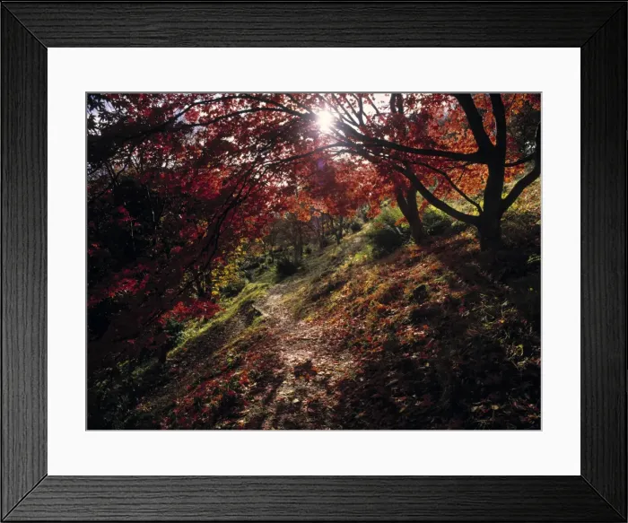 Framed Print : Acer Tree in Autumn Framed Print : Acer Tree in Autumn