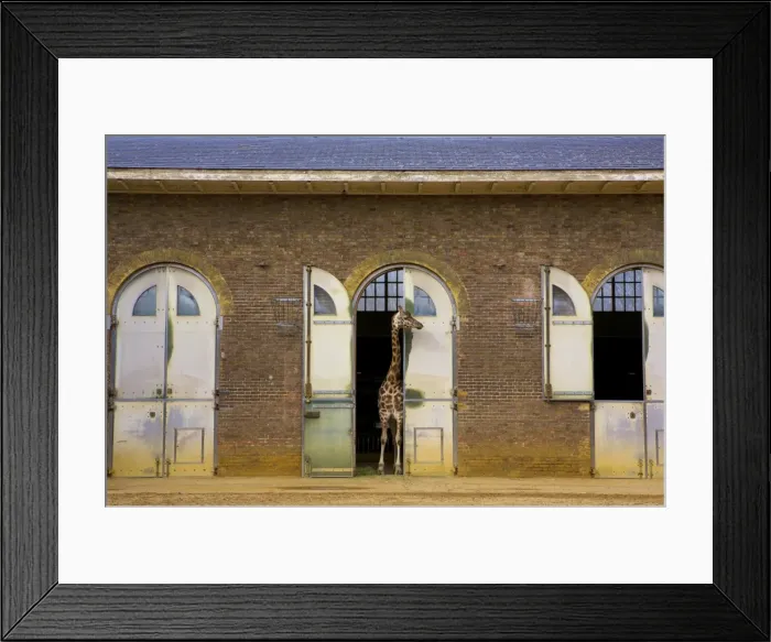 Framed Print : London Zoo Framed Print : London Zoo