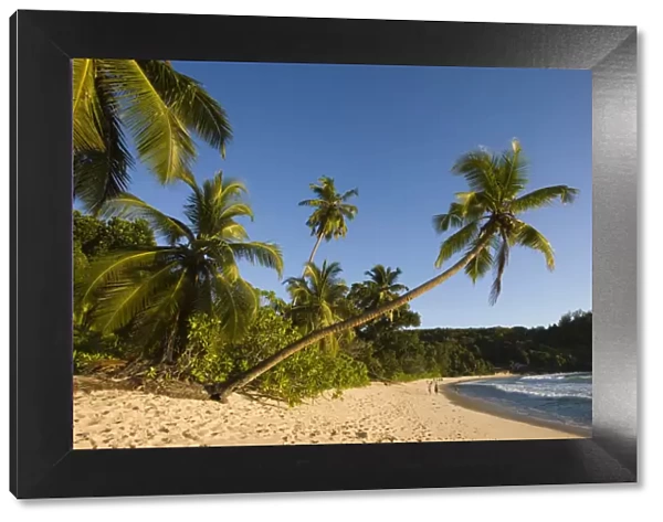 Seychelles, Mahe Island, Anse Takamaka beach, palm