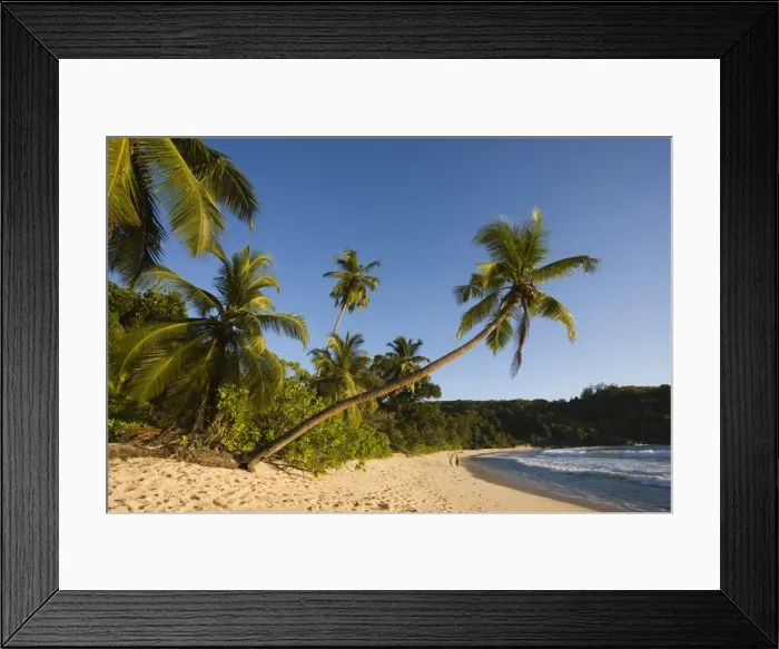 Framed Print : Seychelles, Mahe Island, Anse Takamaka beach, palm Framed Print : Seychelles, Mahe Island, Anse Takamaka beach, palm