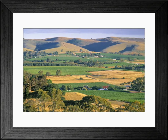 Framed Print : Vineyards, Barossa Valley, South Australia, Australia Framed Print : Vineyards, Barossa Valley, South Australia, Australia