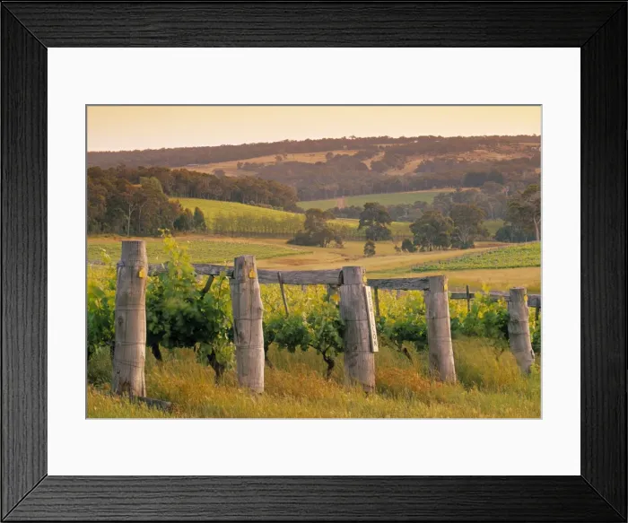 Framed Print : Vineyard, Margaret River, Western Australia, Australia Framed Print : Vineyard, Margaret River, Western Australia, Australia