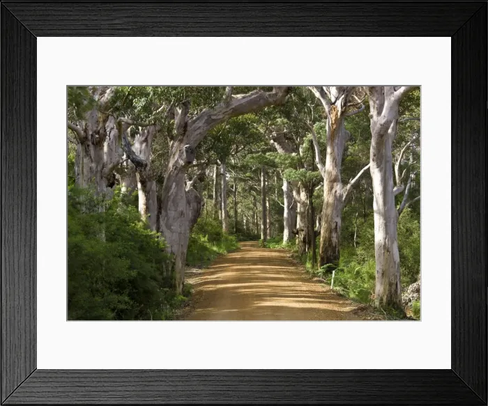 Framed Print : Avenue of trees, West Cape Howe NP. Albany, Western Australia Framed Print : Avenue of trees, West Cape Howe NP. Albany, Western Australia