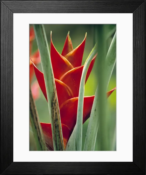 Framed Print : Helliconias, Rarotonga, Cook Islands Framed Print : Helliconias, Rarotonga, Cook Islands