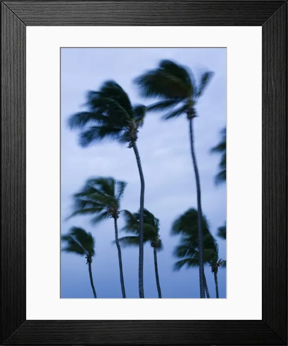 Framed Print : Palm Beach, Aruba, Caribbean Framed Print : Palm Beach, Aruba, Caribbean