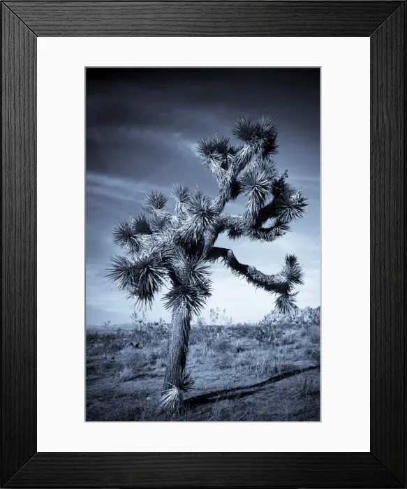 Framed Print : USA, California, Joshua Tree National Park, Joshua Tree, yucca brevifolia