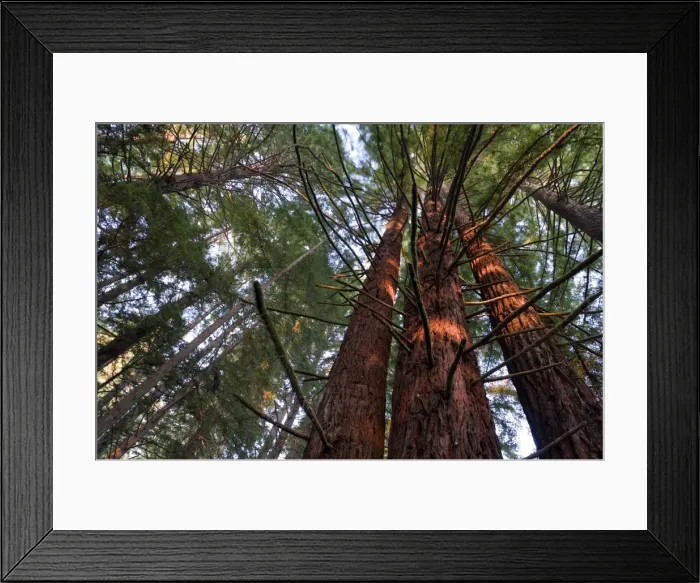 Framed Print : USA, California, Redwood National Park, Redwood Tree Forest Framed Print : USA, California, Redwood National Park, Redwood Tree Forest