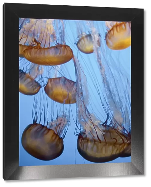 USA, California, Monterey Bay Acquarium, Pacific Sea Nettle Jellyfish