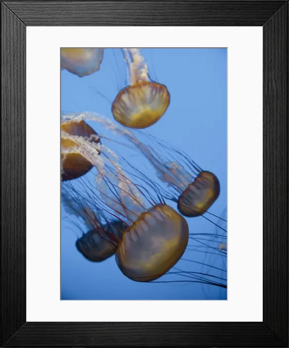 Framed Print : USA, California, Monterey Bay Acquarium, Pacific Sea Nettle Jellyfish Framed Print : USA, California, Monterey Bay Acquarium, Pacific Sea Nettle Jellyfish