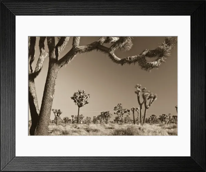 Framed Print : USA, California