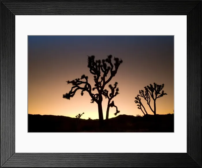 Framed Print : USA, California, Joshua Tree National Park, Joshua Trees (Yucca Brevifolia) Framed Print : USA, California, Joshua Tree National Park, Joshua Trees (Yucca Brevifolia)