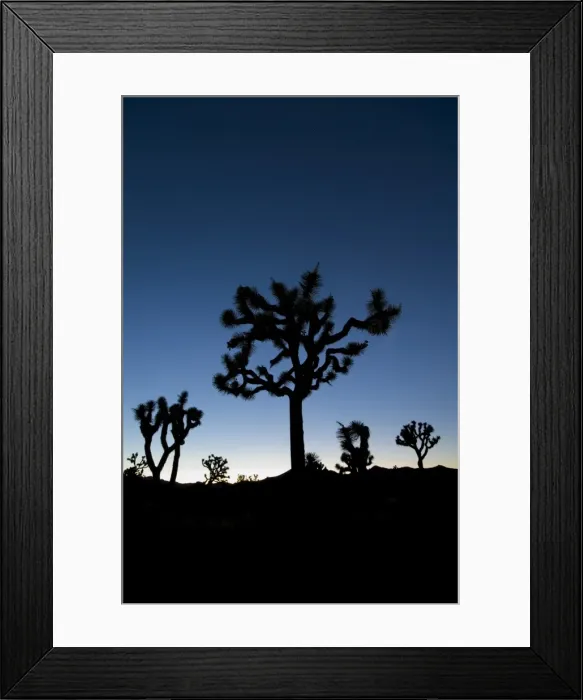 Framed Print : USA, California, Joshua Tree National Park, Joshua Trees (Yucca Brevifolia) Framed Print : USA, California, Joshua Tree National Park, Joshua Trees (Yucca Brevifolia)