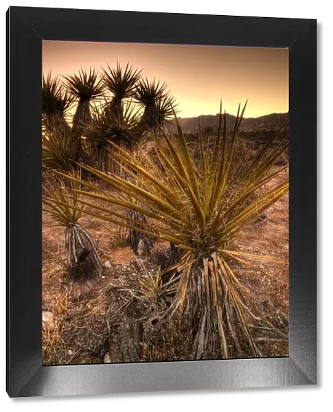 USA, California, Mojave National Preserve