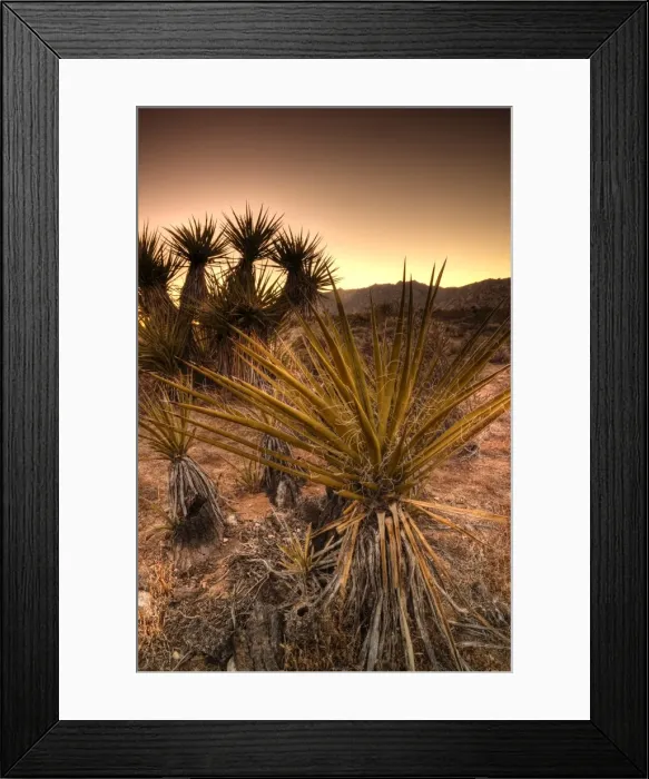 Framed Print : USA, California, Mojave National Preserve Framed Print : USA, California, Mojave National Preserve