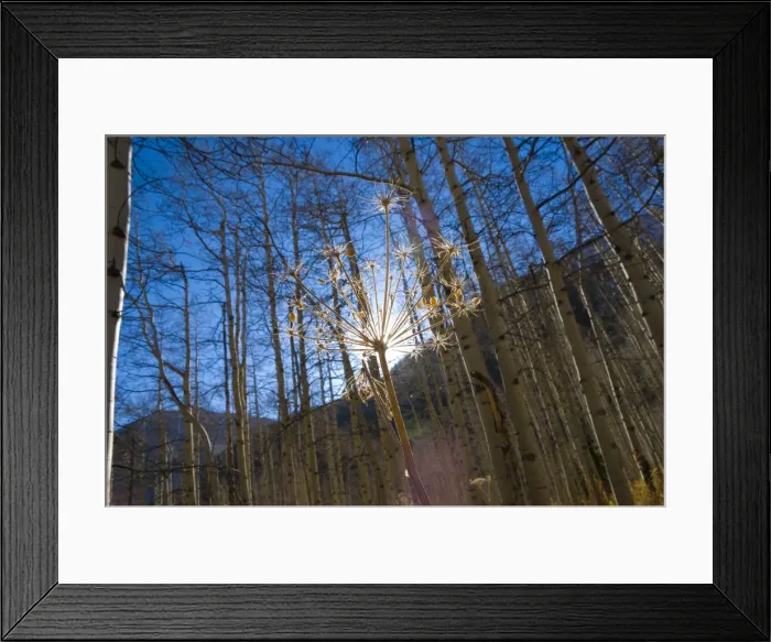 Framed Print : USA, Colorado Framed Print : USA, Colorado
