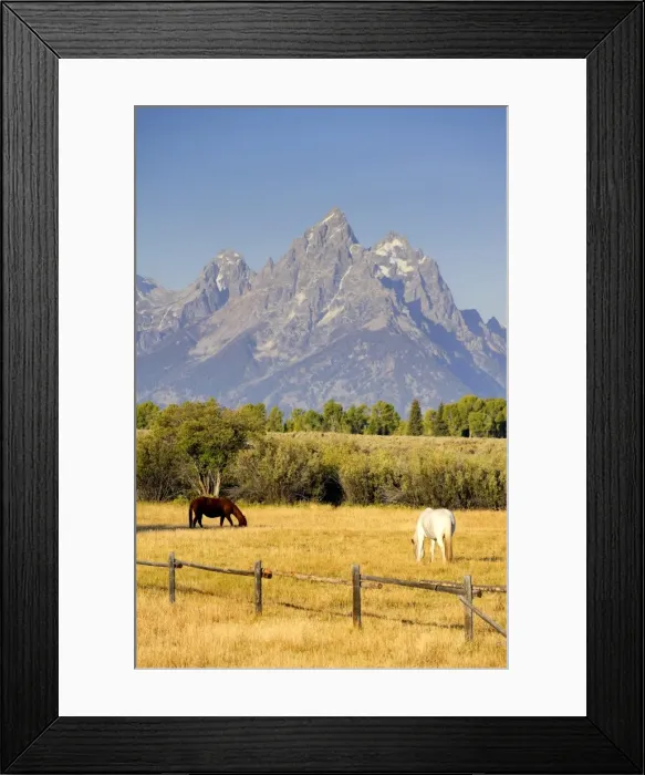Framed Print : Horses and Teton Mountain Range, Grand Teton National Park, Wyoming, USA Framed Print : Horses and Teton Mountain Range, Grand Teton National Park, Wyoming, USA