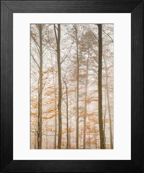 Framed Print : Beech trees in autumn, Canton of Solothurn, Switzerland