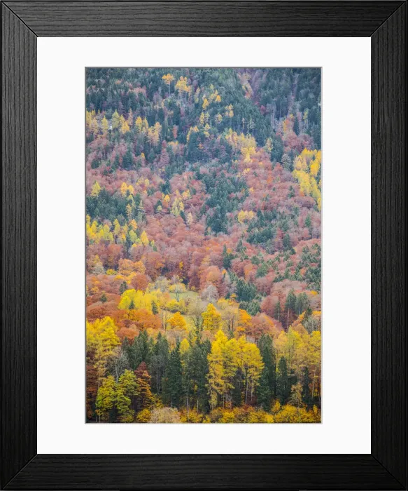 Framed Print : Autumn colours, Berner Oberland, Switzerland Framed Print : Autumn colours, Berner Oberland, Switzerland