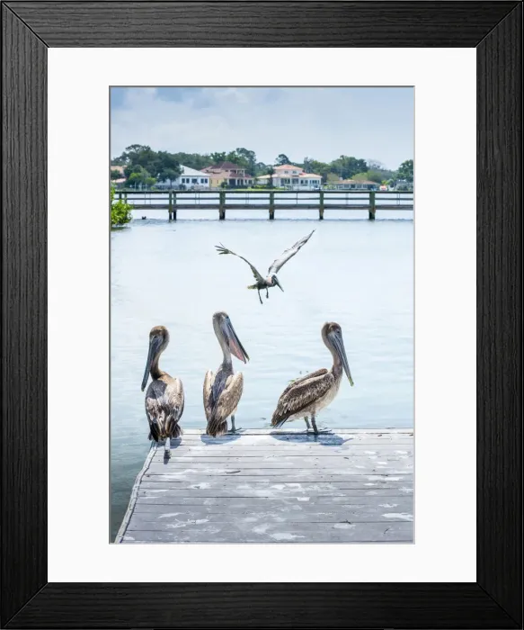 Framed Print : Brown Pelicans, Coffe Pot Park, Saint Petersburg, Florida Framed Print : Brown Pelicans, Coffe Pot Park, Saint Petersburg, Florida