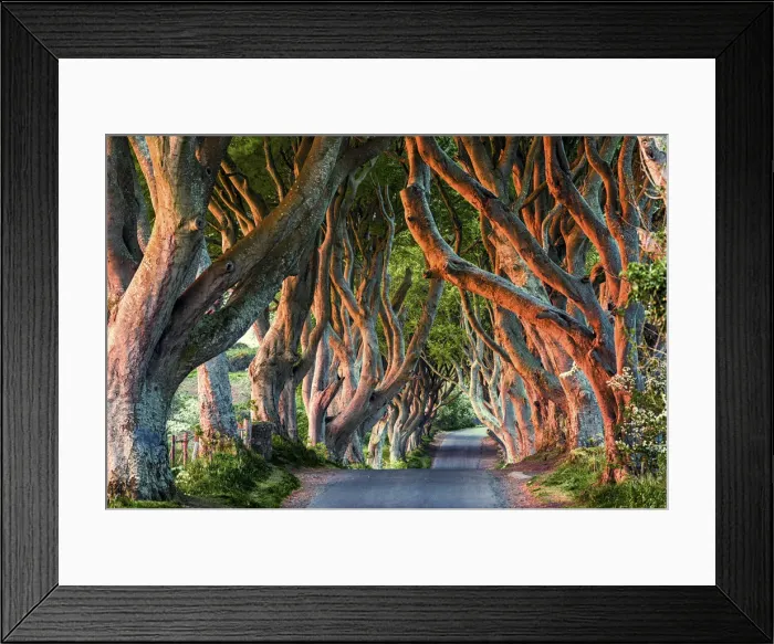 Framed Print : The Dark Hedges (Bregagh Road), Ballymoney, County Antrim, Ulster region, northern Framed Print : The Dark Hedges (Bregagh Road), Ballymoney, County Antrim, Ulster region, northern