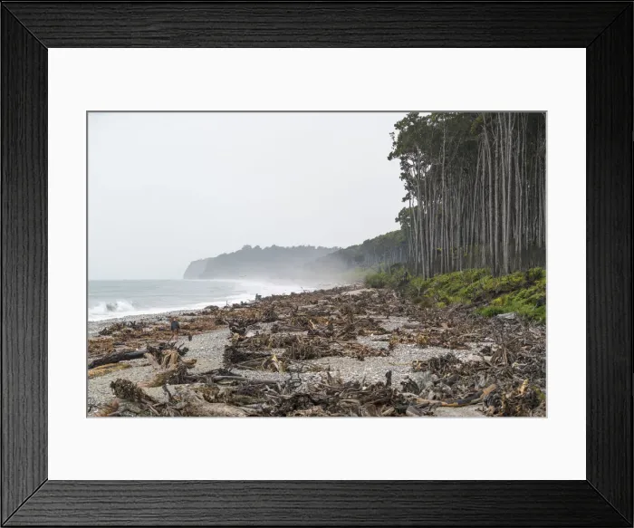 Framed Print : Tree stumps on the beach and Rimu trees. Bruce Bay, West Coast region, South Island Framed Print : Tree stumps on the beach and Rimu trees. Bruce Bay, West Coast region, South Island