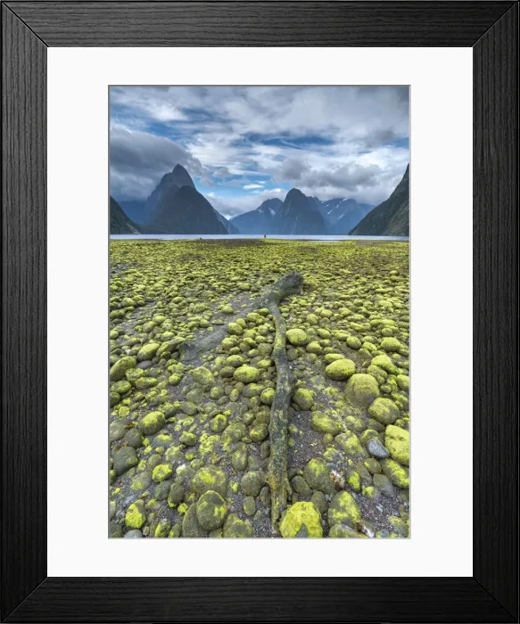 Framed Print : Dead log and green seaweed on the shore with low tide. Milford Sound, Fiordland NP Framed Print : Dead log and green seaweed on the shore with low tide. Milford Sound, Fiordland NP