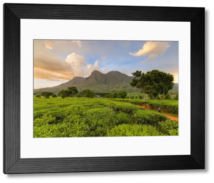 Framed Print : Africa, Malawi, Blantyre district, Cultivations of tea Framed Print : Africa, Malawi, Blantyre district, Cultivations of tea